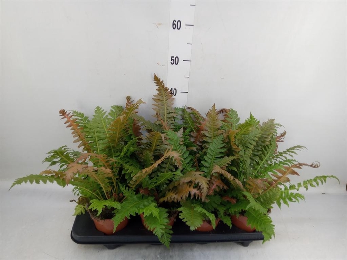 <h4>Blechnum gibbum   ...</h4>