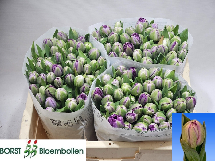 <h4>TU DU SAIGON DOUBLE</h4>