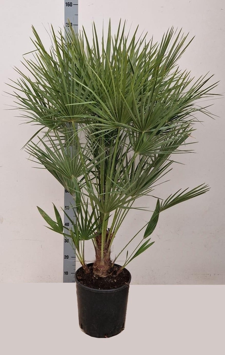 <h4>CHAM HUMILIS</h4>