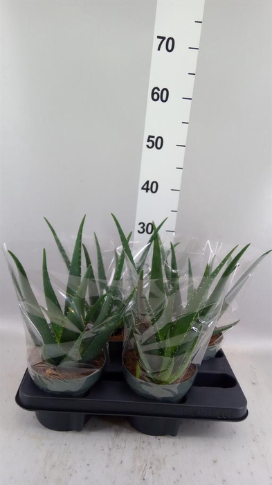 <h4>Aloe vera</h4>