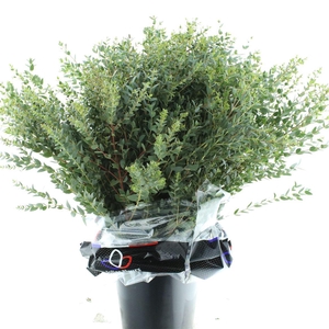 Euca Parvifolia 300gr * Premium France *