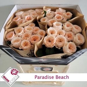 R KL PARADISE BEACH