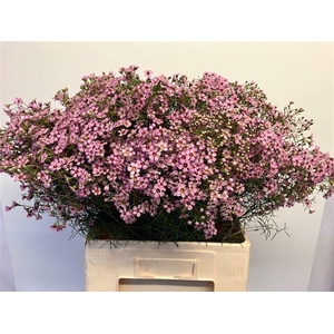 CHAME UN JUPITER SOL