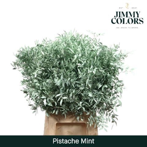 Pistache L50 Mint