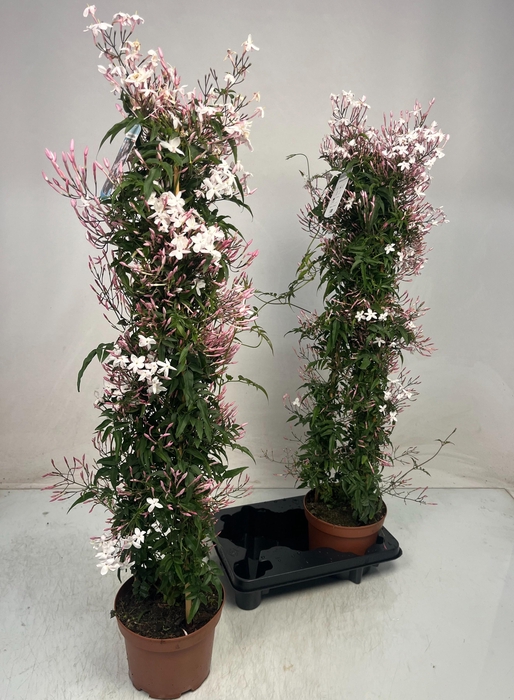 <h4>JASM POLYANTHUM WIT</h4>