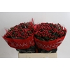 Hypericum True Romance