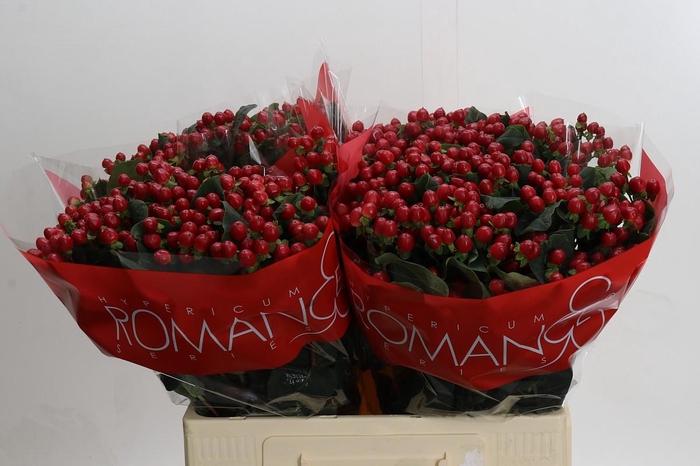 <h4>Hypericum True Romance</h4>