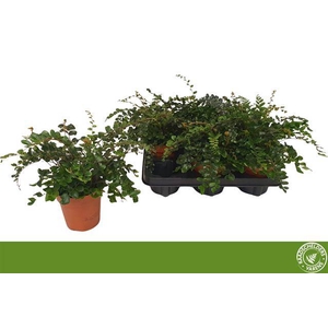 Pellaea Rotundifolia 12Ø 25cm