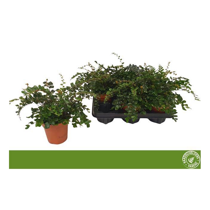 <h4>Pellaea Rotundifolia 12Ø 25cm</h4>
