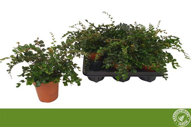 Pellaea Rotundifolia 12Ø 25cm