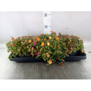 Portulaca oler. 'Pazzaz Nano Fuchs'