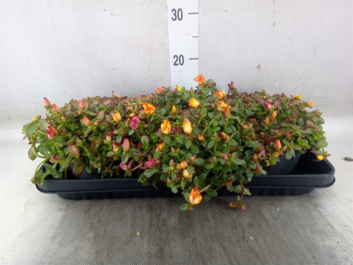 <h4>Portulaca oler. 'Pazzaz Nano Fuchs'</h4>