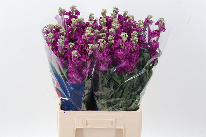 <h4>Matth Iron Rose</h4>