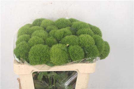 <h4>Di Barb Kiwi Mellow</h4>