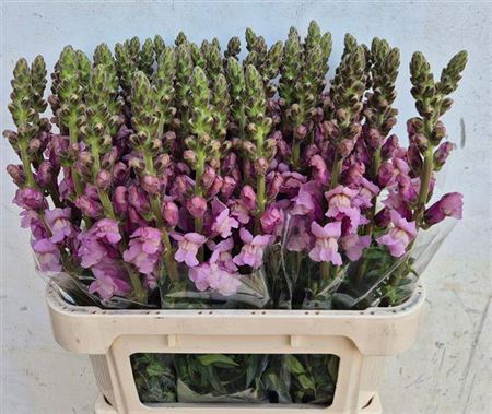 <h4>Antir Opus Lavender</h4>