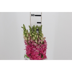 BOCA DE LEAO UBIRA ROSE 070 CM