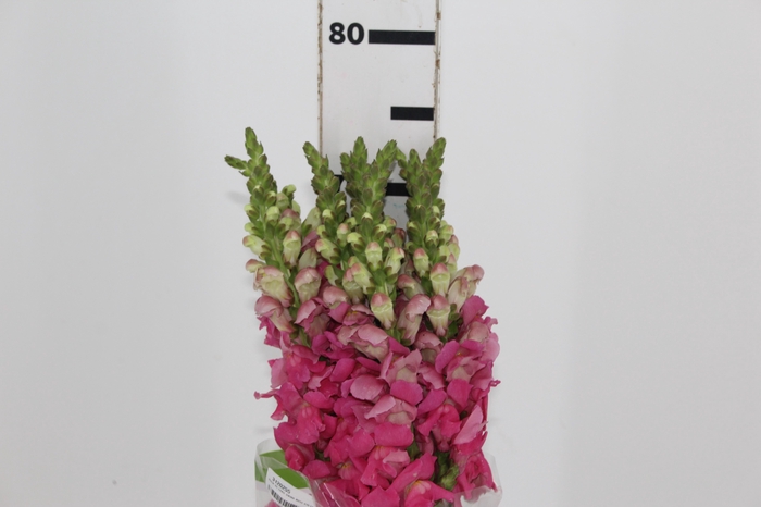<h4>BOCA DE LEAO UBIRA ROSE 070 CM</h4>