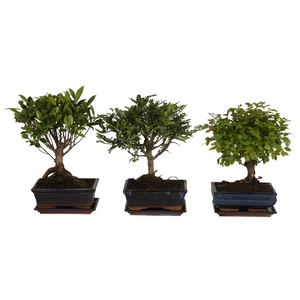 Bonsai Gemengd Keramiek