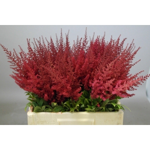 ASTIL AR PAUL GAARDE