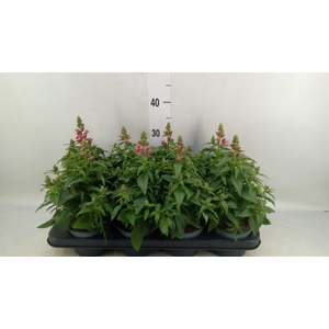 Antirrhinum majus   ...