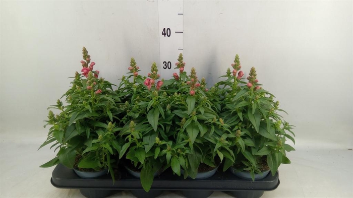 <h4>Antirrhinum majus   ...</h4>