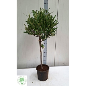 OLEA EUROPAEA