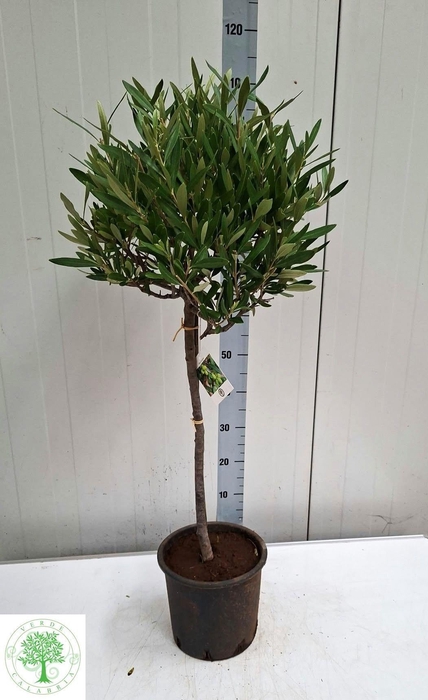 <h4>OLEA EUROPAEA</h4>