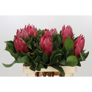 PROTEA CY MADIBA