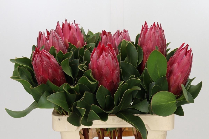 <h4>PROTEA CY MADIBA</h4>