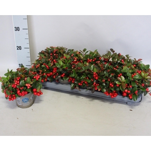 Gaultheria procumbens 'Winterpearls'