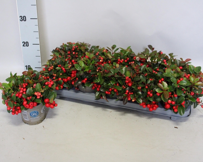 <h4>Gaultheria procumbens 'Winterpearls'</h4>