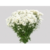 CRISANTEMO SANTINI DESMONT 080 CM