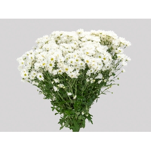 CRISANTEMO SANTINI DESMONT 080 CM