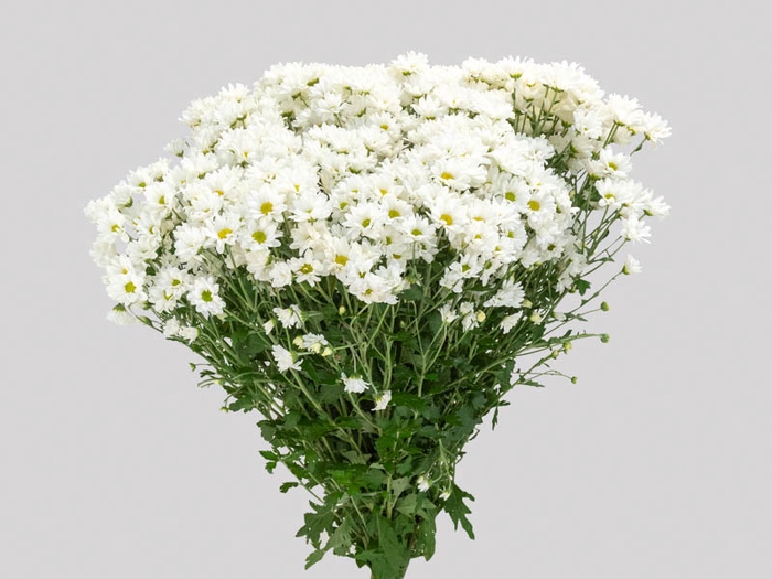 <h4>CRISANTEMO SANTINI DESMONT 080 CM</h4>