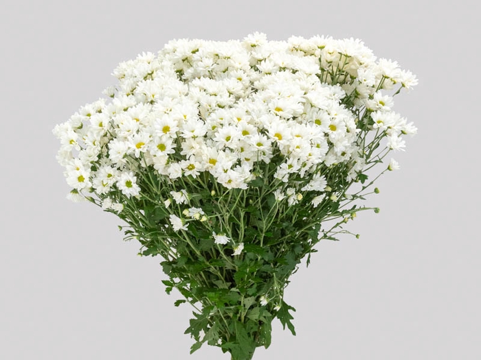 CRISANTEMO SANTINI DESMONT 080 CM