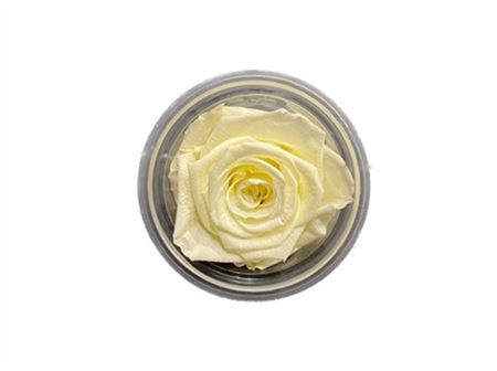 Rose Preserved L4W4D4