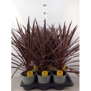 Cordyline austr. 'Red Star'