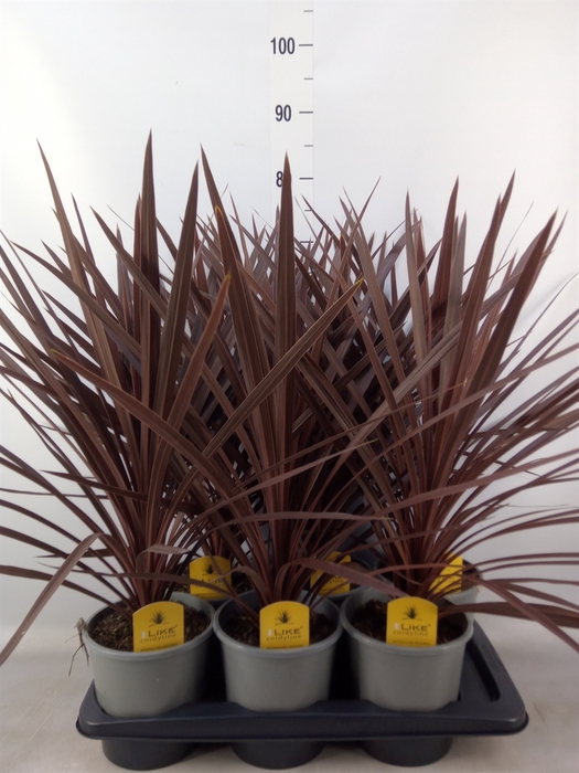 <h4>Cordyline austr. 'Red Star'</h4>