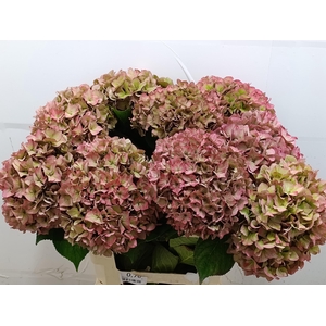 HYDR M CH RODEO CL