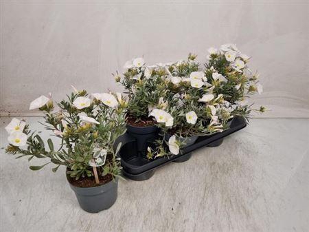 <h4>Convo Cneorum</h4>