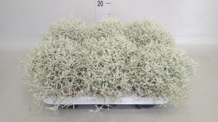 <h4>Leucophyta brownii</h4>