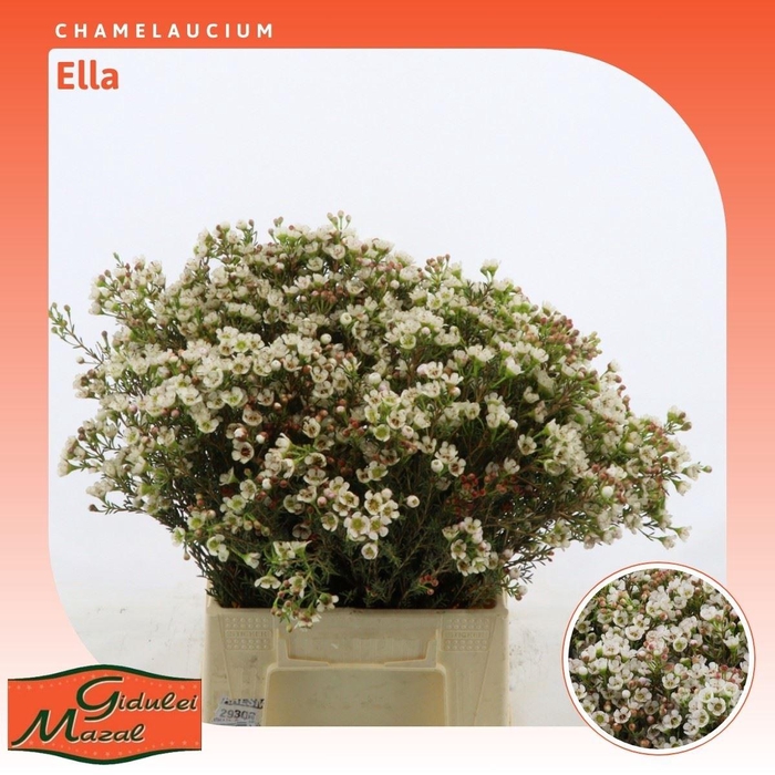 <h4>Chamelaucium Ella</h4>