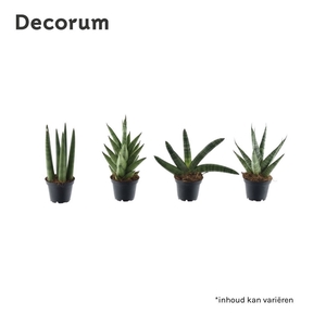 Sansevieria mix basic mix P7