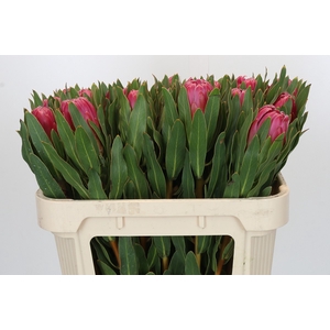 Protea Brenda
