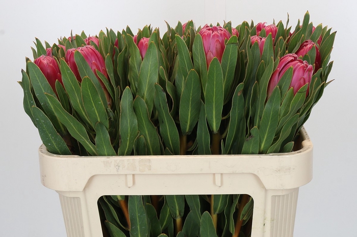Protea Brenda