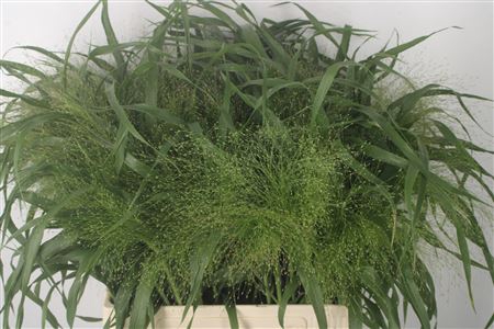 <h4>Siergras Panicum Fountain</h4>