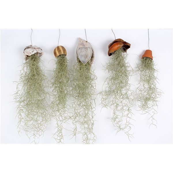 <h4>Tillandsia mix</h4>