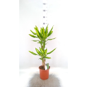 Dracaena frag. 'Mass Coast'