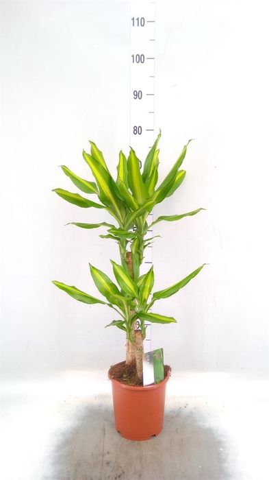 <h4>Dracaena frag. 'Mass Coast'</h4>