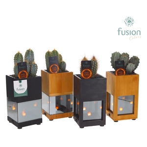 Houten LED planter met vlam met Cactus